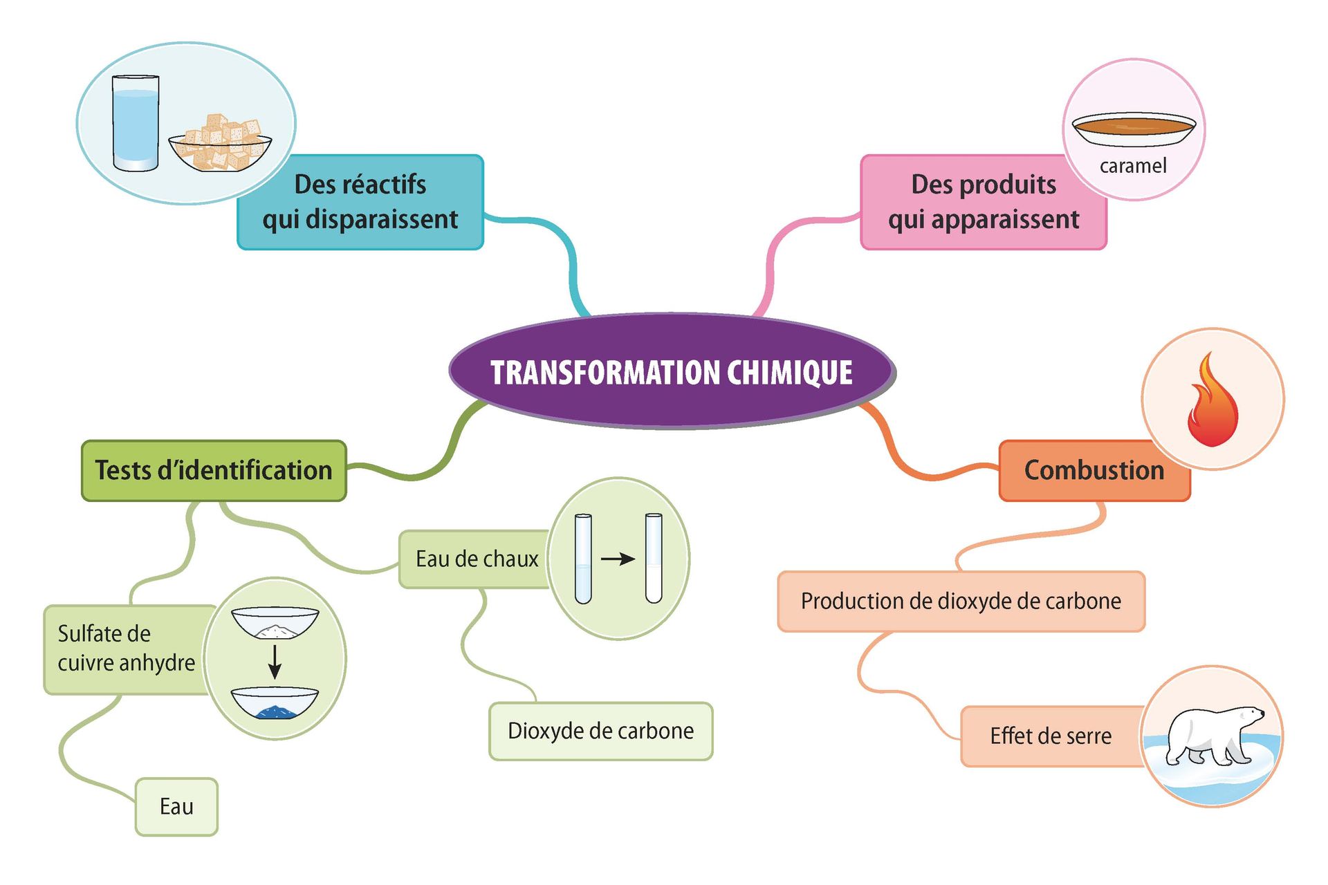 Synthèses CE1D Sciences